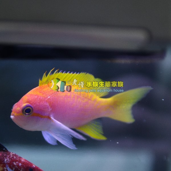 米彩海金魚(母)