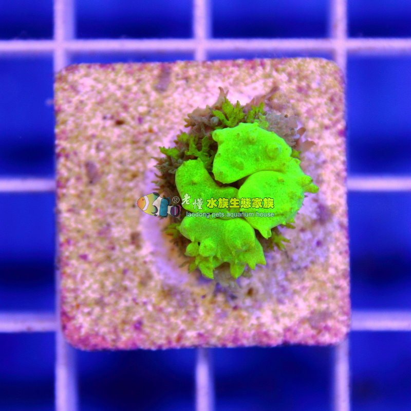 澳洲螢光綠泡菇