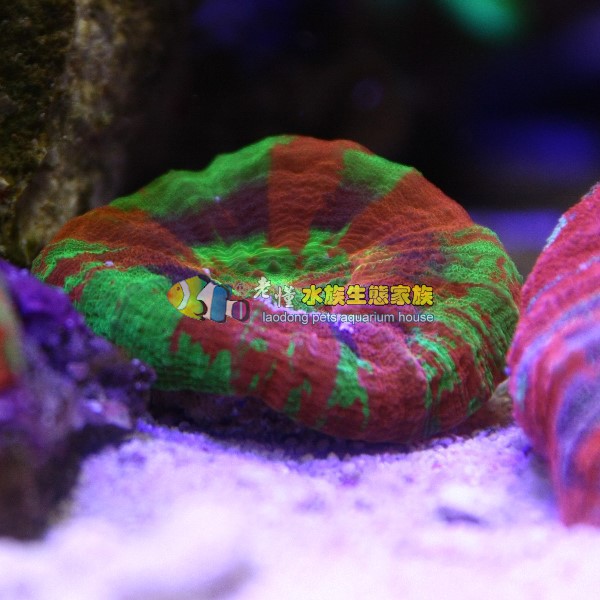 澳洲甜甜圈