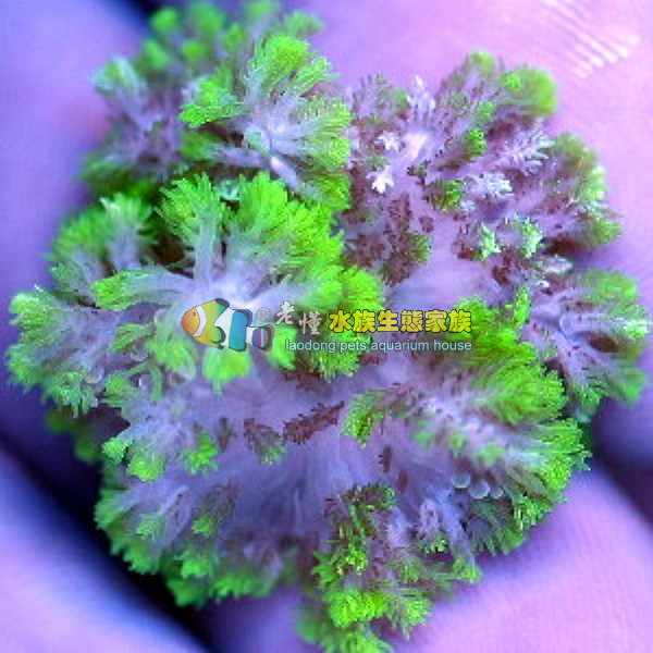 黃羽毛海葵